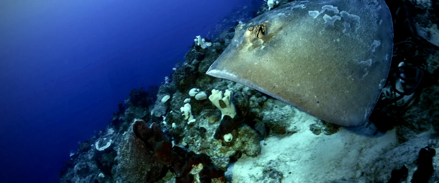 Stingray PA230194